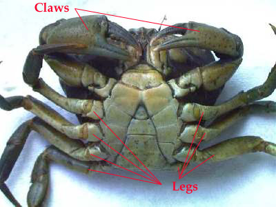 Peeler Crab