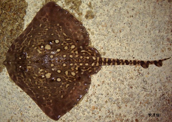 Image result for thornback ray uk images